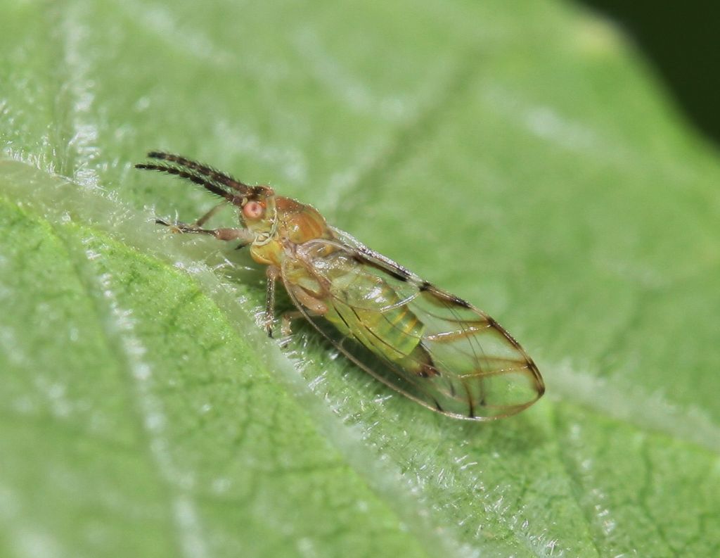 Homotoma ficus psilla del fico Piemonte.